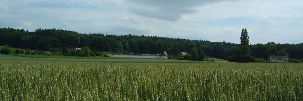 Sutz-Lattrigen Landschaft